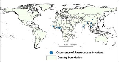 Invasion risk by fruit trees mealybug Rastrococcus invadens (Williams) (Homoptera: Pseudococcidae) under climate warming